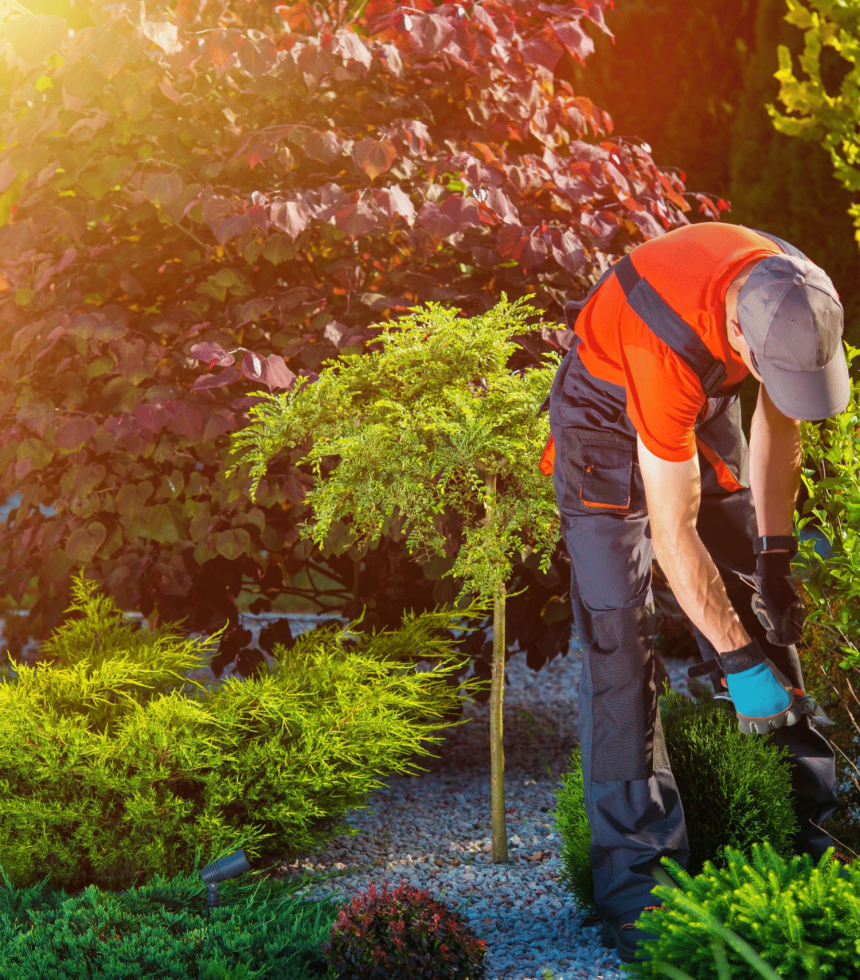 id5360024-man-pruning-plant-in-g